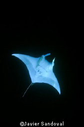 It was late afternoon not to much light and the manta swa... by Javier Sandoval 